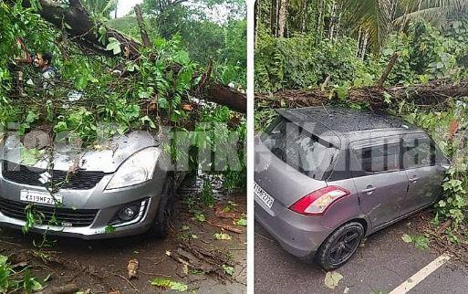 ಪುತ್ತೂರು: ಚಲಿಸುತ್ತಿದ್ದ ಕಾರಿನ ಉರುಳಿ ಬಿದ್ದ ಮರ: ಮಗು ಸಹಿತ ಐವರು ಅಪಾಯದಿಂದ ಪಾರು