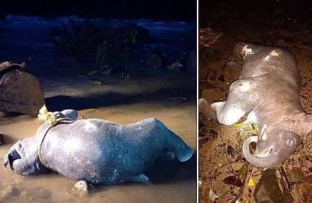 ಕಡಬ: ಗುಂಡ್ಯ ಸಮೀಪ ಆನೆಮರಿ ಶವ ಪತ್ತೆ