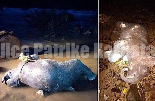 ಕಡಬ: ಗುಂಡ್ಯ ಸಮೀಪ ಆನೆಮರಿ ಶವ ಪತ್ತೆ