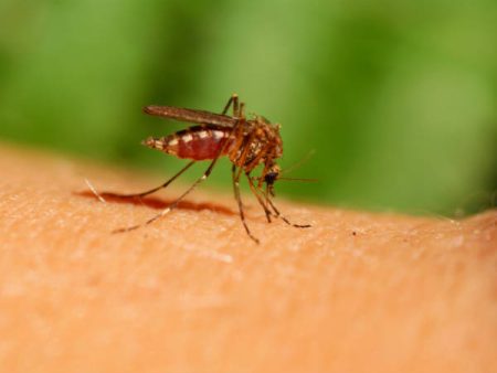 BIG NEWS: ರಾಜ್ಯದಲ್ಲಿ ಡೆಂಘಿ ಪ್ರಕರಣ ಹೆಚ್ಚಳ – 18 ದಿನಗಳಲ್ಲಿ 910 ಮಂದಿಗೆ ಜ್ವರ