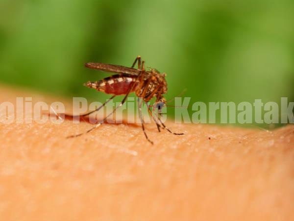 BIG NEWS: ರಾಜ್ಯದಲ್ಲಿ ಡೆಂಘಿ ಪ್ರಕರಣ ಹೆಚ್ಚಳ – 18 ದಿನಗಳಲ್ಲಿ 910 ಮಂದಿಗೆ ಜ್ವರ