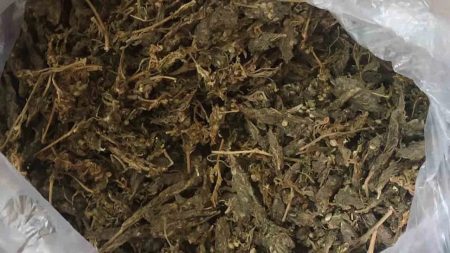 Shocking News ಮಂಗಳೂರು: ಗಾಂಜಾ ಮಾರಾಟ ಮಾಡುತ್ತಿದ್ದ 12 ವಿದ್ಯಾರ್ಥಿಗಳ ಬಂಧನ