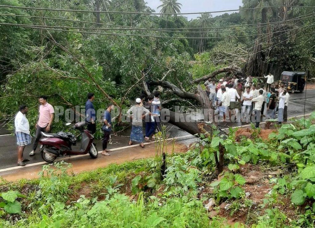 ಭಾರೀ ಗಾಳಿಗೆ ಪೆರ್ನೆ ಬಳಿ ಬೃಹತ್ ಗಾತ್ರದ ಎರಡು ಮರಗಳು ಧರೆಗೆ- ಸಂಚಾರದಲ್ಲಿ ಅಸ್ತವ್ಯಸ್ತ