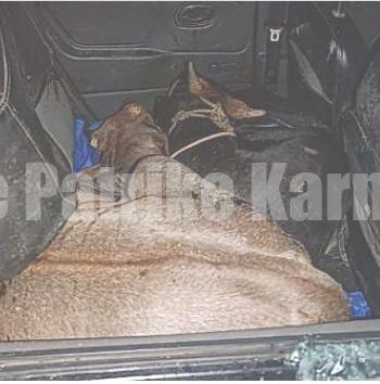 ವಿಟ್ಲ: ಅಕ್ರಮ ಗೋ ಸಾಗಾಟ ಪತ್ತೆ..!