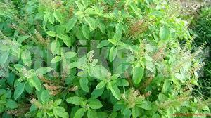 ರೋಗ ನಿರೋಧಕ ಶಕ್ತಿ ಹೆಚ್ಚಿಸುತ್ತೆ ʼತುಳಸಿʼ ಎಲೆ