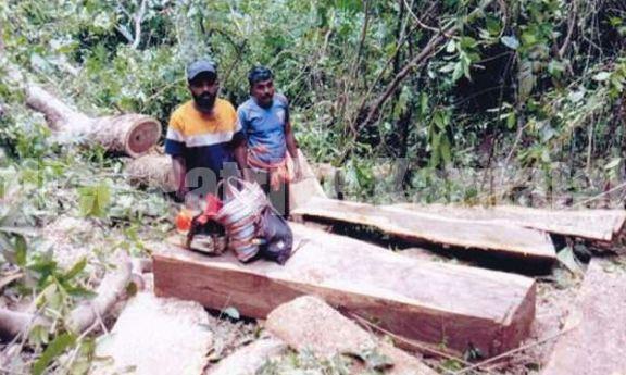 ಉಪ್ಪಿನಂಗಡಿ: ರಕ್ಚಿತಾರಣ್ಯದಿಂದ ಮರ ಕಡಿದು ಸಾಗಾಟಕ್ಕೆ ಸಿದ್ದತೆ – ಮೂವರ ಬಂಧನ
