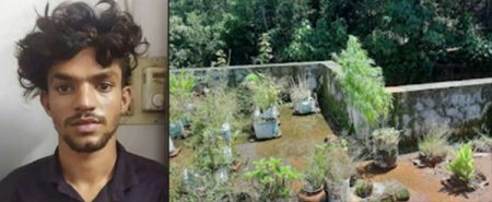 ಕಾಸರಗೋಡು: ಮನೆಯ ಟೆರೇಸ್ ಮೇಲೆ ಗಾಂಜಾ ಬೆಳೆದ ವಿದ್ಯಾರ್ಥಿಯ ಬಂಧನ