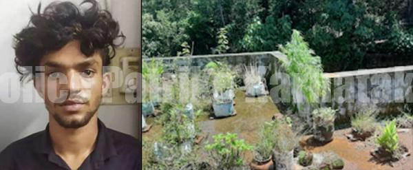 ಕಾಸರಗೋಡು: ಮನೆಯ ಟೆರೇಸ್ ಮೇಲೆ ಗಾಂಜಾ ಬೆಳೆದ ವಿದ್ಯಾರ್ಥಿಯ ಬಂಧನ