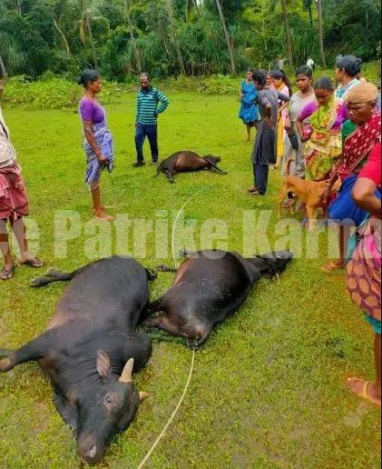 ಮೇಯಲು ಹೋಗಿದ್ದ 4 ಜಾನುವಾರುಗಳು ವಿದ್ಯುತ್ ಶಾಕ್ ಗೆ ಸಾವು!