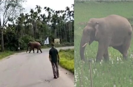 ಬೆಂಗಳೂರು-ಮಂಗಳೂರು ರಾ. ಹೆದ್ದಾರಿಯಲ್ಲಿ ‘ಒಂಟಿ ಸಲಗ ಪ್ರತ್ಯಕ್ಷ ‘ : ಜನರಲ್ಲಿ ಆತಂಕ