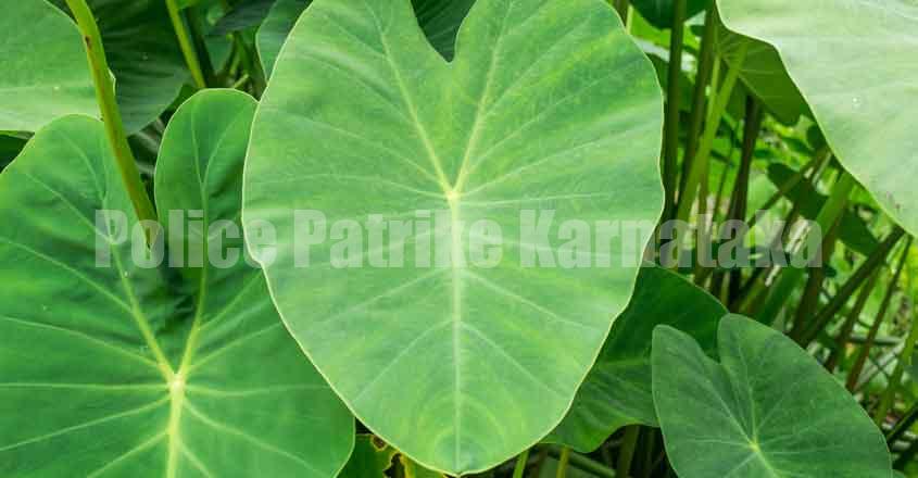 SUNDAY SPECIAL: ಮಾಡಿ ನೋಡಿ ಕೆಸುವಿನ ಸೊಪ್ಪಿನ ಬಿಸಿ ಬಿಸಿ ಕರಕಲಿ