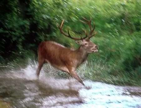 ಕಡವೆ ಬೇಟೆಯಾಡಿ ಮಾಂಸ ಸಾಗಾಟ: ಇಬ್ಬರ ಬಂಧನ