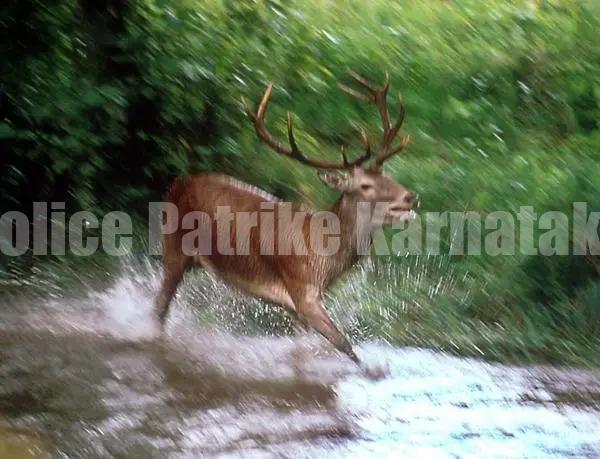 ಕಡವೆ ಬೇಟೆಯಾಡಿ ಮಾಂಸ ಸಾಗಾಟ: ಇಬ್ಬರ ಬಂಧನ