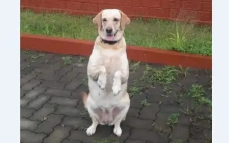 ಸ್ಫೋಟಕ ಪತ್ತೆ ಕಾರ್ಯದಲ್ಲಿ ಬೆನ್ನೆಲುಬಾಗಿದ್ದ ಪೊಲೀಸ್ ಶ್ವಾನ ಗೀತಾ ಇನ್ನಿಲ್ಲ.!