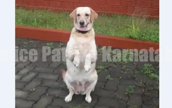 ಸ್ಫೋಟಕ ಪತ್ತೆ ಕಾರ್ಯದಲ್ಲಿ ಬೆನ್ನೆಲುಬಾಗಿದ್ದ ಪೊಲೀಸ್ ಶ್ವಾನ ಗೀತಾ ಇನ್ನಿಲ್ಲ.!