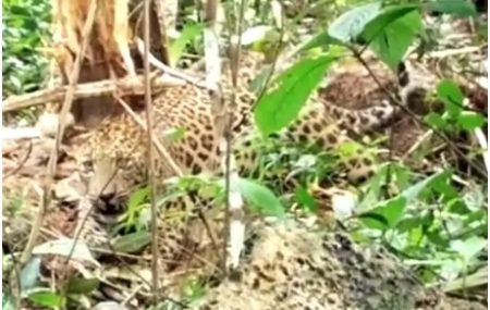 ಬಂಟ್ವಾಳ: ಮನೆ ಆವರಣದಲ್ಲಿ ಮಲಗಿದ್ದ ನಾಯಿಯನ್ನು ಹೊತ್ತೊಯ್ದ ಚಿರತೆ