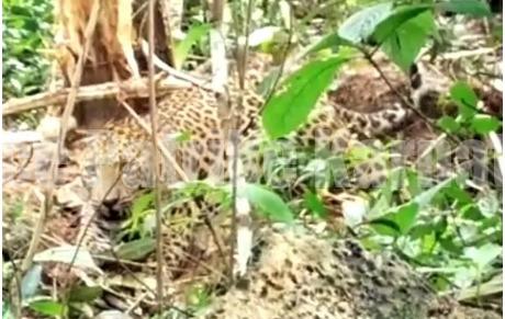 ಬಂಟ್ವಾಳ: ಮನೆ ಆವರಣದಲ್ಲಿ ಮಲಗಿದ್ದ ನಾಯಿಯನ್ನು ಹೊತ್ತೊಯ್ದ ಚಿರತೆ