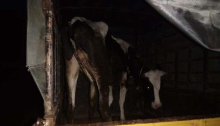 ಪಿಕಪ್ ವಾಹನದಲ್ಲಿ ಹಿಂಸಾತ್ಮಕವಾಗಿ ದನ ಸಾಗಾಟ: ಆರೋಪಿ ಬಂಧನ