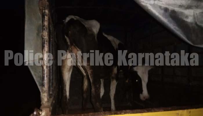 ಪಿಕಪ್ ವಾಹನದಲ್ಲಿ ಹಿಂಸಾತ್ಮಕವಾಗಿ ದನ ಸಾಗಾಟ: ಆರೋಪಿ ಬಂಧನ