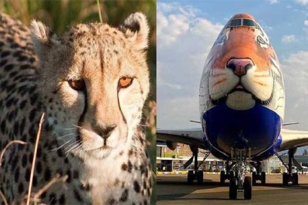 ಪ್ರಧಾನಿ ಹುಟ್ಟುಹಬ್ಬದಂದು ಭಾರತಕ್ಕೆ ವಿಶ್ವದ ಅತೀ ವೇಗದ ಚಿರತೆಗಳ ಆಗಮನ