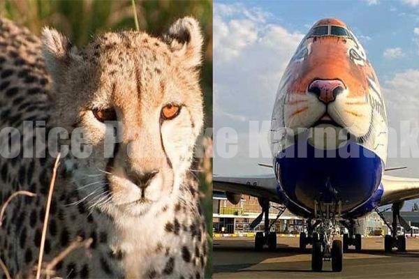 ಪ್ರಧಾನಿ ಹುಟ್ಟುಹಬ್ಬದಂದು ಭಾರತಕ್ಕೆ ವಿಶ್ವದ ಅತೀ ವೇಗದ ಚಿರತೆಗಳ ಆಗಮನ