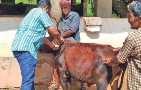 ಜಾನುವಾರು ಚರ್ಮರೋಗ: ಬಂಟ್ವಾಳದಲ್ಲಿ ಮೊದಲ ಶಂಕಿತ ಪ್ರಕರಣ ಪತ್ತೆ