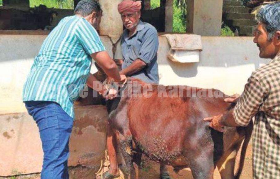 ಜಾನುವಾರು ಚರ್ಮರೋಗ: ಬಂಟ್ವಾಳದಲ್ಲಿ ಮೊದಲ ಶಂಕಿತ ಪ್ರಕರಣ ಪತ್ತೆ