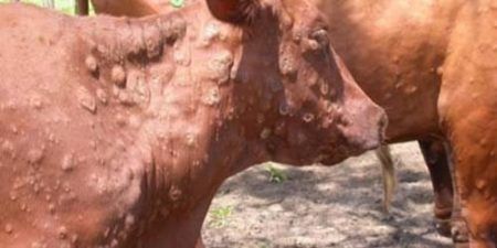 ಮಂಗಳೂರು: ಚರ್ಮ ಗಂಟು ಕಾಯಿಲೆ – ದ.ಕ. ಜಿಲ್ಲೆಗೆ 20,000 ಲಸಿಕೆ