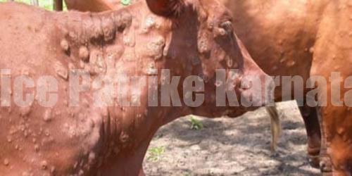 ಮಂಗಳೂರು: ಚರ್ಮ ಗಂಟು ಕಾಯಿಲೆ – ದ.ಕ. ಜಿಲ್ಲೆಗೆ 20,000 ಲಸಿಕೆ