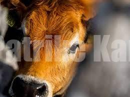 ಕಾಪು: ಅಕ್ರಮ ಕಸಾಯಿಖಾನೆ ಮೇಲೆ ದಾಳಿ- ಮೂವರು ಪೊಲೀಸ್ ವಶಕ್ಕೆ