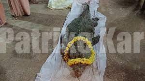 ಕಾಸರಗೋಡು: ಅನಂತ ಪದ್ಮನಾಭ ಸ್ವಾಮಿ ಸನ್ನಿಧಿಯಲ್ಲಿದ್ದ ದೇವರ ಮೊಸಳೆ ‘ಬಬಿಯಾ’ ಇನ್ನಿಲ್ಲ