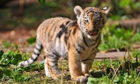 ಮಂಗಳೂರು: ಪಿಲಿಕುಳ ಜೈವಿಕ ಉದ್ಯಾನವನದಲ್ಲಿ ಹುಲಿಮರಿ ಸಾವು