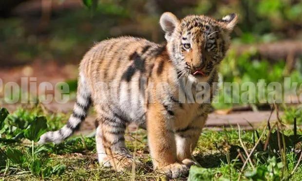 ಮಂಗಳೂರು: ಪಿಲಿಕುಳ ಜೈವಿಕ ಉದ್ಯಾನವನದಲ್ಲಿ ಹುಲಿಮರಿ ಸಾವು