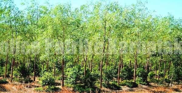 BREAKING NEWS : ರಾಜ್ಯದ ರೈತರಿಗೆ ಗುಡ್ ನ್ಯೂಸ್ ; ಶ್ರೀಗಂಧ ನೀತಿ-2022ಕ್ಕೆ ಗ್ರೀನ್ ಸಿಗ್ನಲ್, ಖಾಸಗಿ ಜಮೀನಿನಲ್ಲಿ ‘ಶ್ರೀಗಂಧ’ ಬೆಳೆಯಲು ಅವಕಾಶ