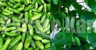 ರೋಗ ನಿರೋಧಕ ಶಕ್ತಿ ಹೆಚ್ಚಿಸುತ್ತೆ ತೊಂಡೆಕಾಯಿ ಸೇವನೆ