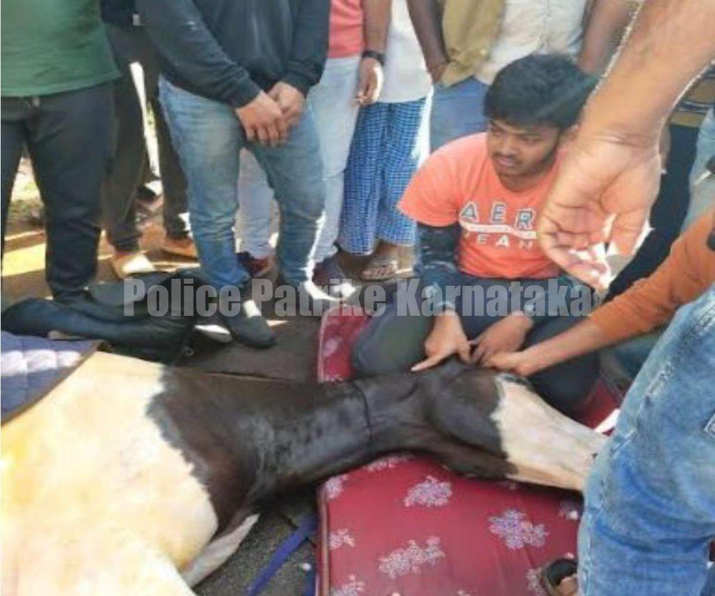 ಉಪ್ಪಿನಂಗಡಿ: ಕುದುರೆಗೆ ಬಸ್ ಢಿಕ್ಕಿ ಹೊಡೆದು ಸಾವು; ಸವಾರ ಗಂಭೀರ