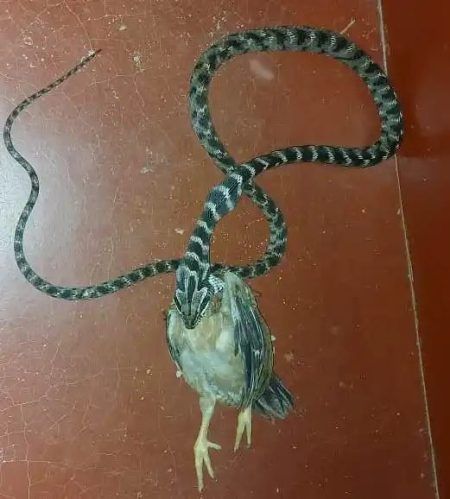 ಬೆಳ್ತಂಗಡಿ: ಕೋಳಿ ನುಂಗಲು ಹೋದ ಸಾರಿಬಳ ಹಾವು.!