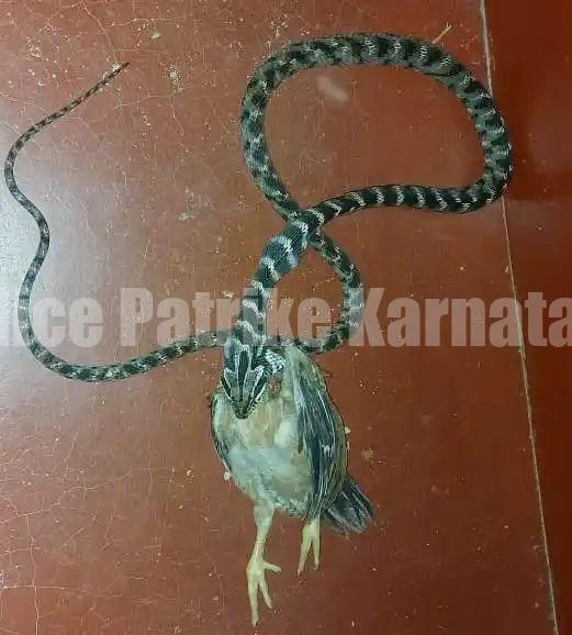 ಬೆಳ್ತಂಗಡಿ: ಕೋಳಿ ನುಂಗಲು ಹೋದ ಸಾರಿಬಳ ಹಾವು.!