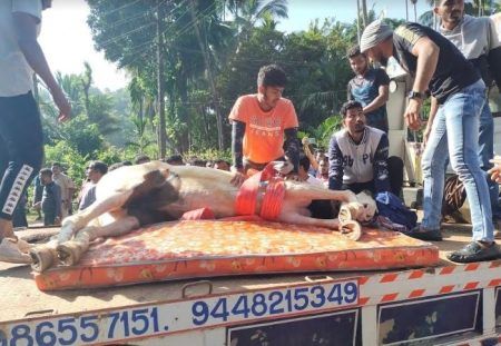 ಉಪ್ಪಿನಂಗಡಿ: ಕುದುರೆ ಸವಾರಿ ಮಾಡುತ್ತಿದ್ದ ವೇಳೆ ಬಸ್ ಡಿಕ್ಕಿ- ಕುದುರೆ ಸಾವು