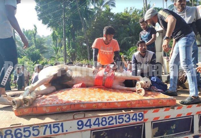 ಉಪ್ಪಿನಂಗಡಿ: ಕುದುರೆ ಸವಾರಿ ಮಾಡುತ್ತಿದ್ದ ವೇಳೆ ಬಸ್ ಡಿಕ್ಕಿ- ಕುದುರೆ ಸಾವು