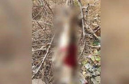 ದೆಹಲಿಯಲ್ಲಿ ಹೀನಾ ಕೃತ್ಯ : ಬೀದಿ ನಾಯಿಮರಿಗಳನ್ನು ಕೊಂದು ಮರಕ್ಕೆ ನೇತು ಹಾಕಿದ ಧುರುಳರು