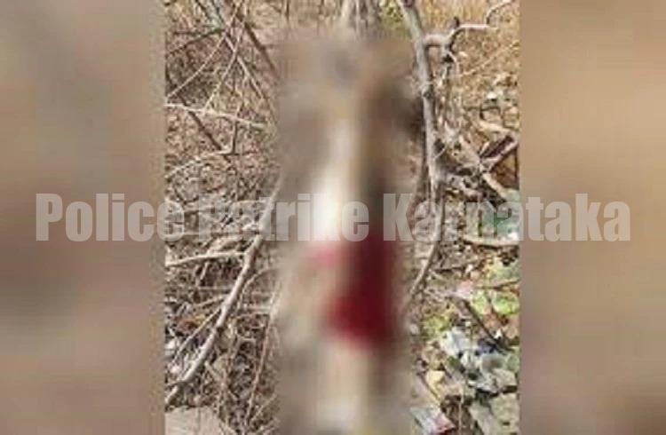 ದೆಹಲಿಯಲ್ಲಿ ಹೀನಾ ಕೃತ್ಯ : ಬೀದಿ ನಾಯಿಮರಿಗಳನ್ನು ಕೊಂದು ಮರಕ್ಕೆ ನೇತು ಹಾಕಿದ ಧುರುಳರು