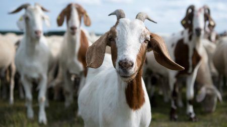 ವಿಟ್ಲ: ಆಡು ಕಳ್ಳರನ್ನು ಹಿಡಿದ ಸಾರ್ವಜನಿಕರು