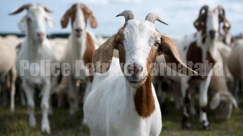 ವಿಟ್ಲ: ಆಡು ಕಳ್ಳರನ್ನು ಹಿಡಿದ ಸಾರ್ವಜನಿಕರು