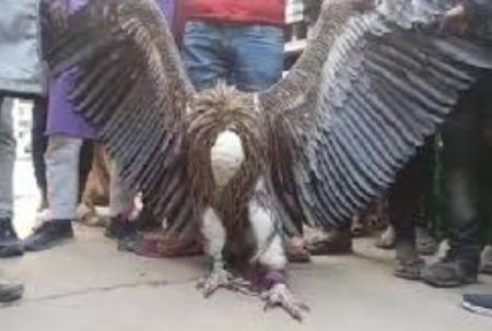 ಸ್ಮಶಾನದಲ್ಲಿ ಸಿಕ್ತು ಅಪರೂಪದ ಬಿಳಿಯ ರಣಹದ್ದು!