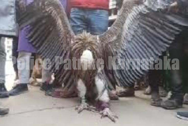 ಸ್ಮಶಾನದಲ್ಲಿ ಸಿಕ್ತು ಅಪರೂಪದ ಬಿಳಿಯ ರಣಹದ್ದು!