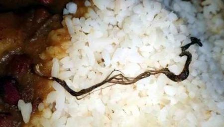 ಮಧ್ಯಾಹ್ನದ ಬಿಸಿಊಟದಲ್ಲಿ ಹಾವು: ವಿದ್ಯಾರ್ಥಿಗಳು ಅಸ್ವಸ್ಥ