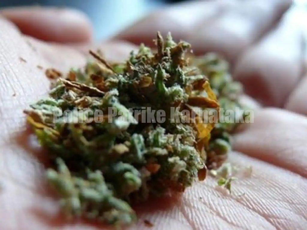 ಮಂಗಳೂರು : ಗಾಂಜಾ ದಂಧೆ- 10 ಮಂದಿಯ ಬಂಧನ