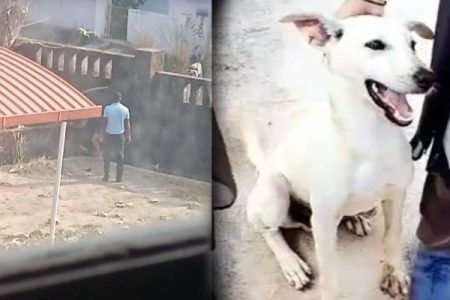 ಉಡುಪಿ: ಹುಡುಗಿಯ ಜೊತೆ ಆಟವಾಡಿದ್ದಕ್ಕೆ ನಾಯಿಯನ್ನೇ ಕೊಂದ ಕಾಲೇಜು ವಾರ್ಡನ್!