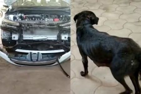 ಪುತ್ತೂರು: ಕಾರಿಗೆ ಡಿಕ್ಕಿಯಾದ ನಾಯಿ ಬಂಪರ್ನಲ್ಲಿ ಪ್ರತ್ಯಕ್ಷ